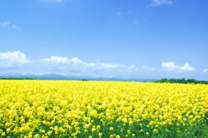 東海地方の菜の花の開花時期と見頃 年はいつ頃 おすすめお花見スポットをご紹介 ぎゅぎゅっとblog