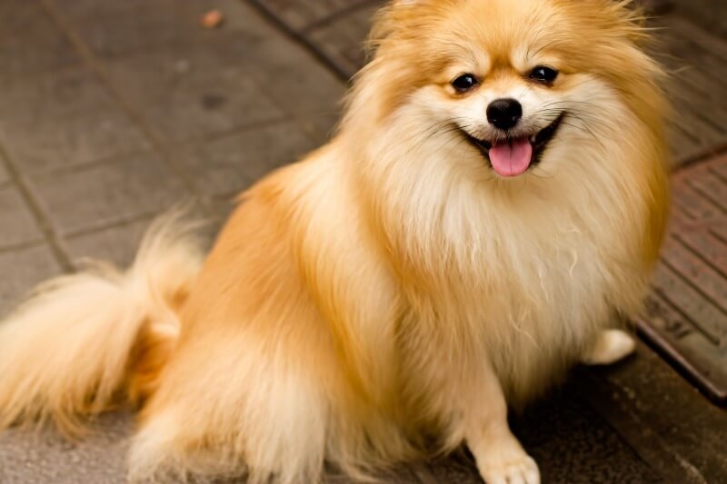 犬　暑さ対策　エアコンなし　扇風機　熱中症　ペット　愛犬